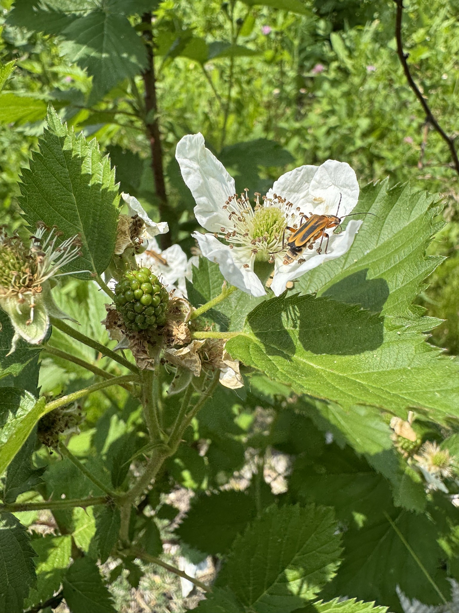 Se mi fruit pest report section photo .jpg